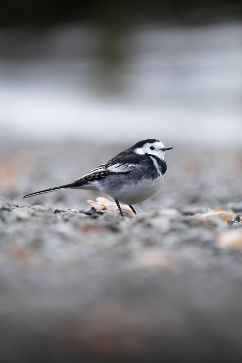 נחליאלי לבן - ML646464143