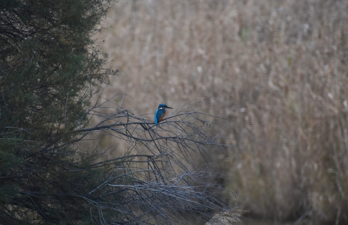 Eisvogel - ML646464149