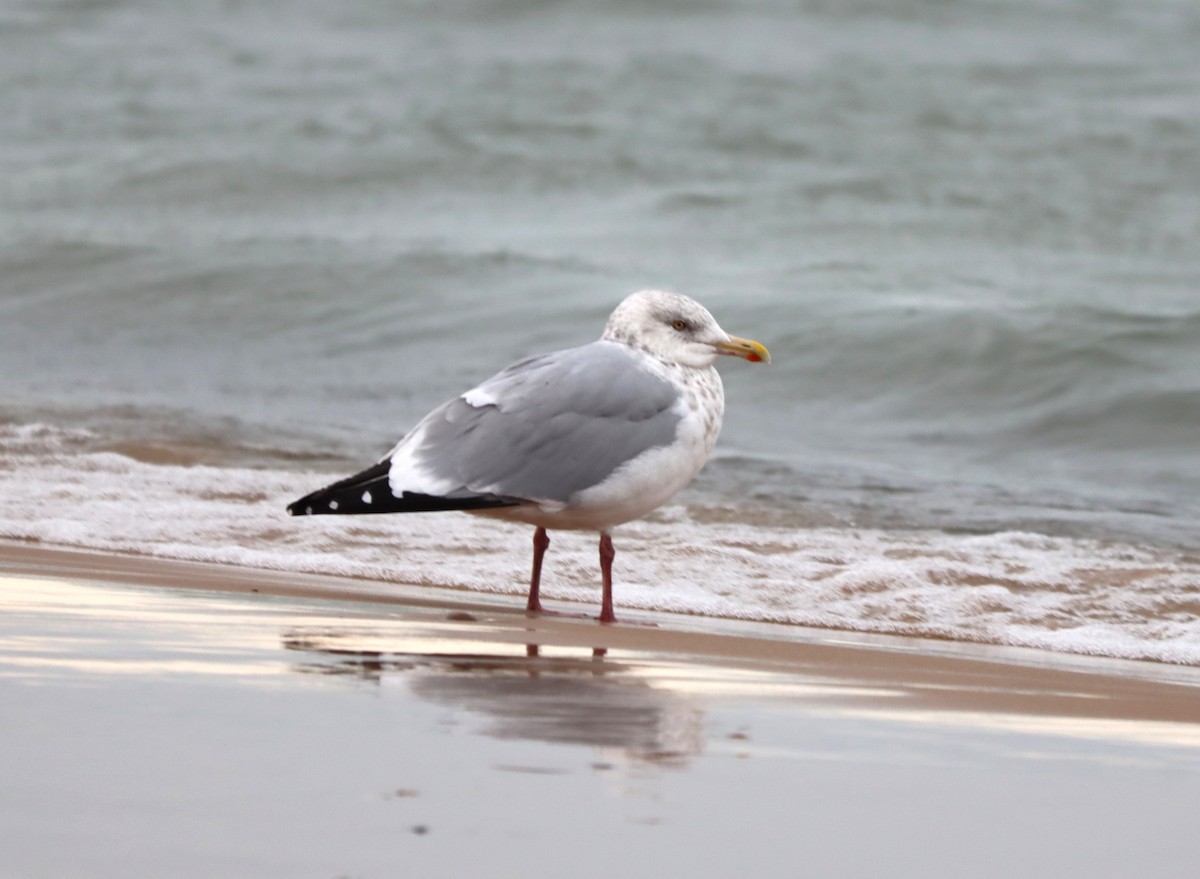 American Herring Gull - ML646464150