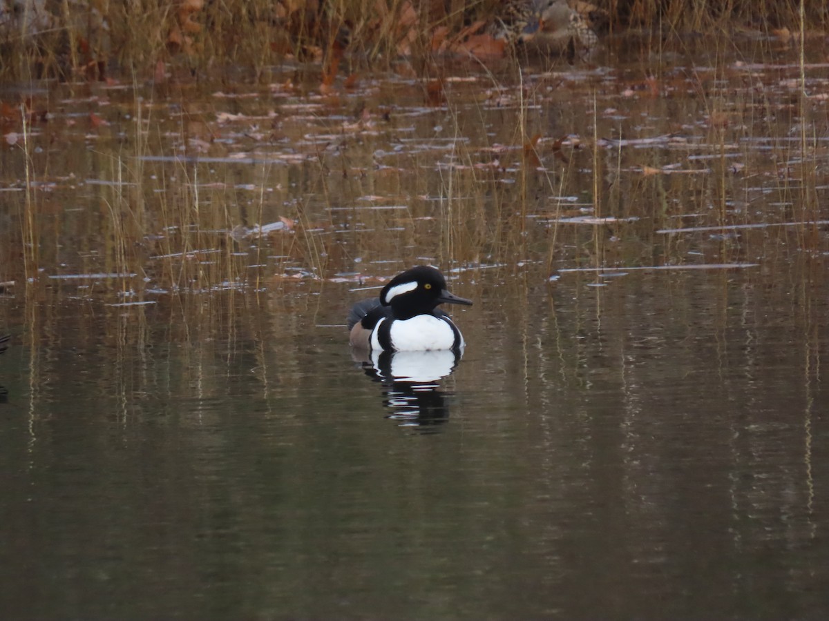 Hooded Merganser - ML646464152