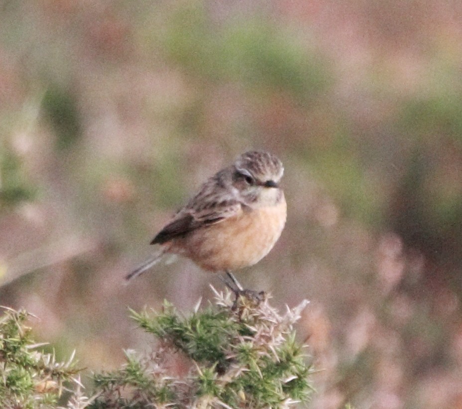 European Stonechat - ML646464153