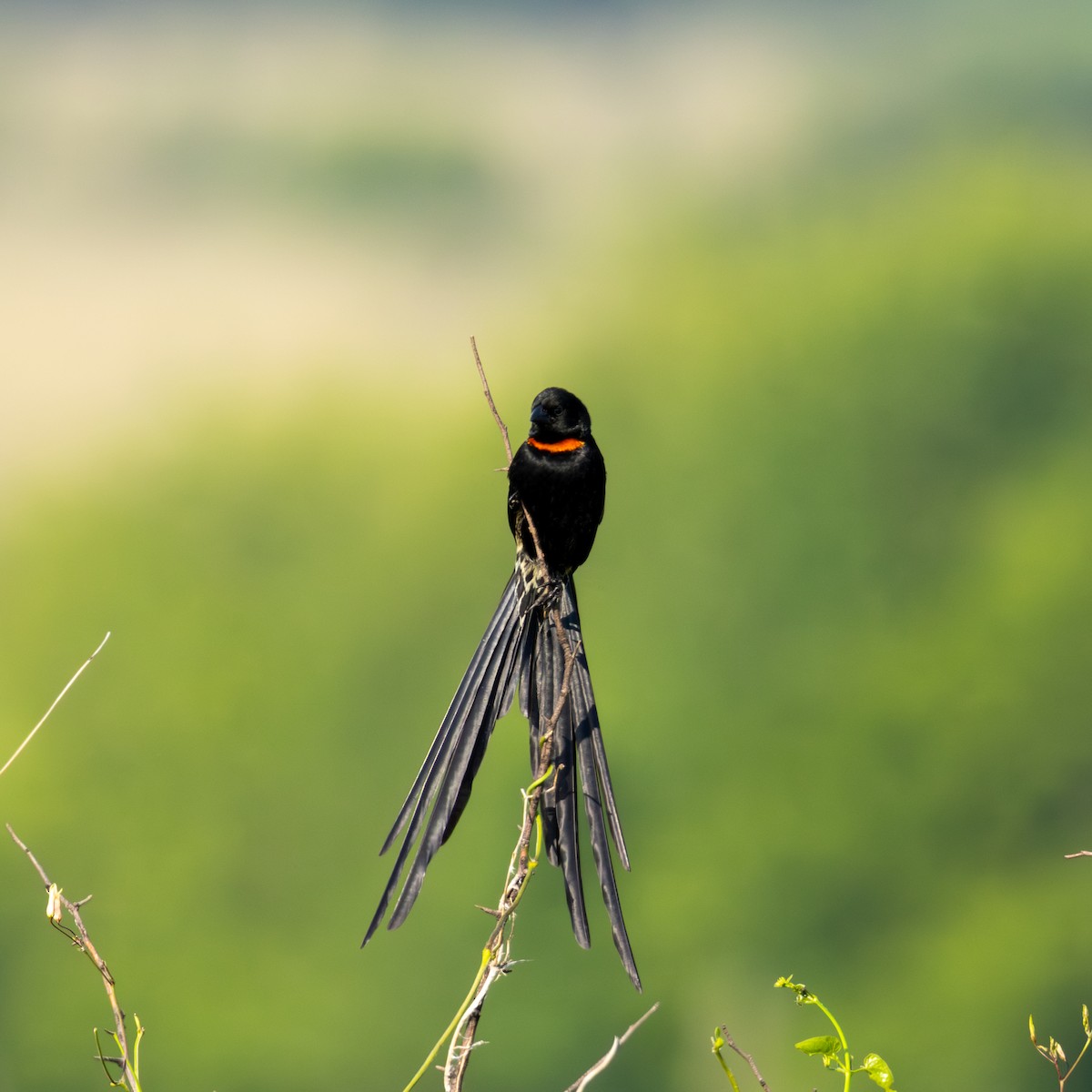 Red-collared Widowbird - ML646464155