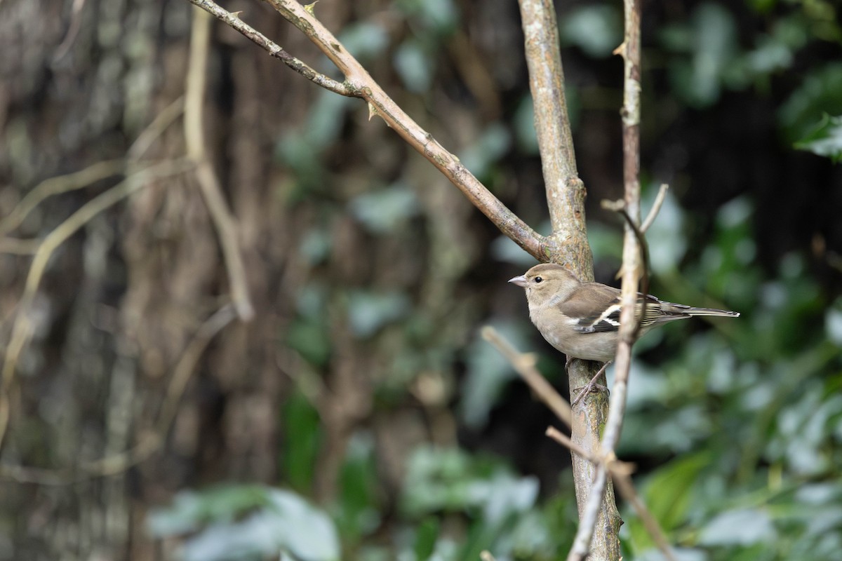 ズアオアトリ - ML646464159