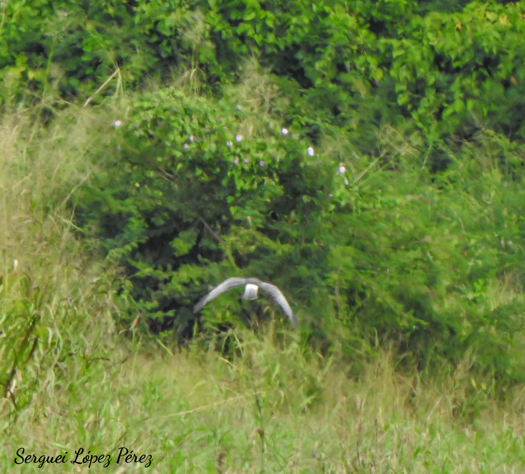 Northern Harrier - ML646464160