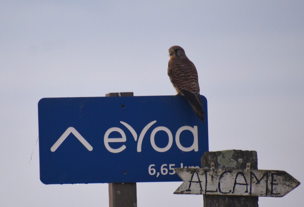 Turmfalke - ML646464161