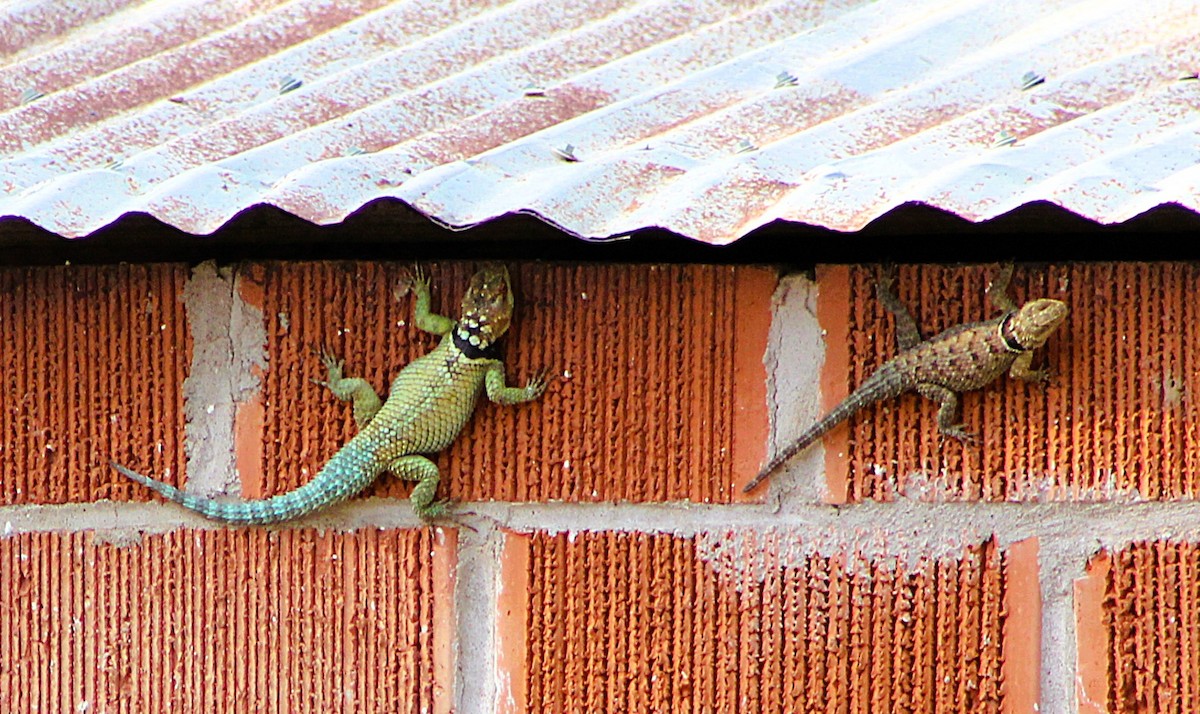 Blue Spiny Lizard - ML646464162