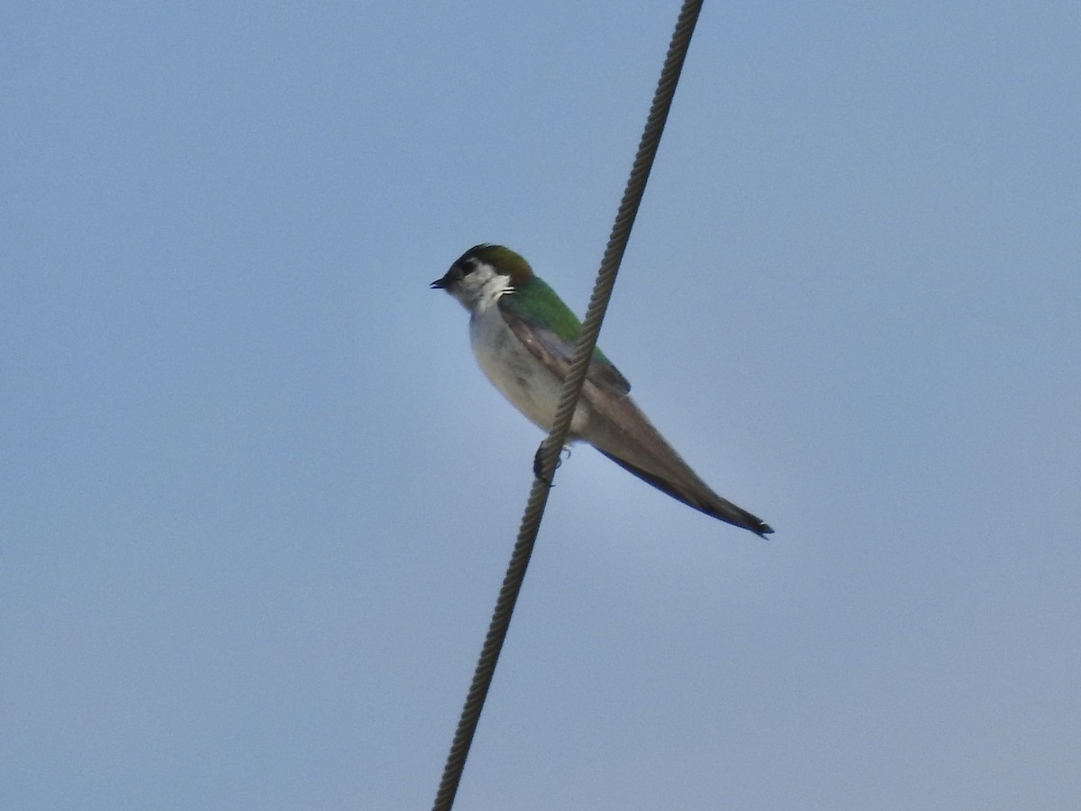 Violet-green Swallow - ML646464163