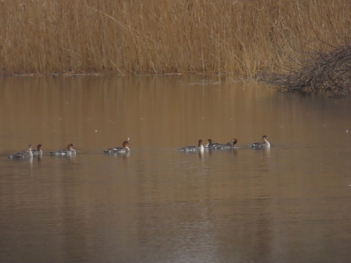 Сэвгэр бохио - ML646464164