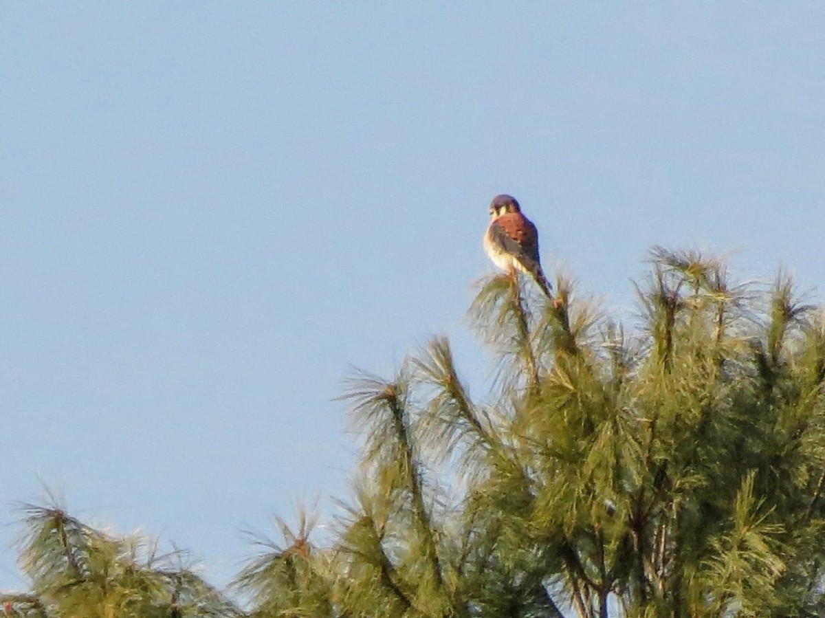 American Kestrel - ML646464165