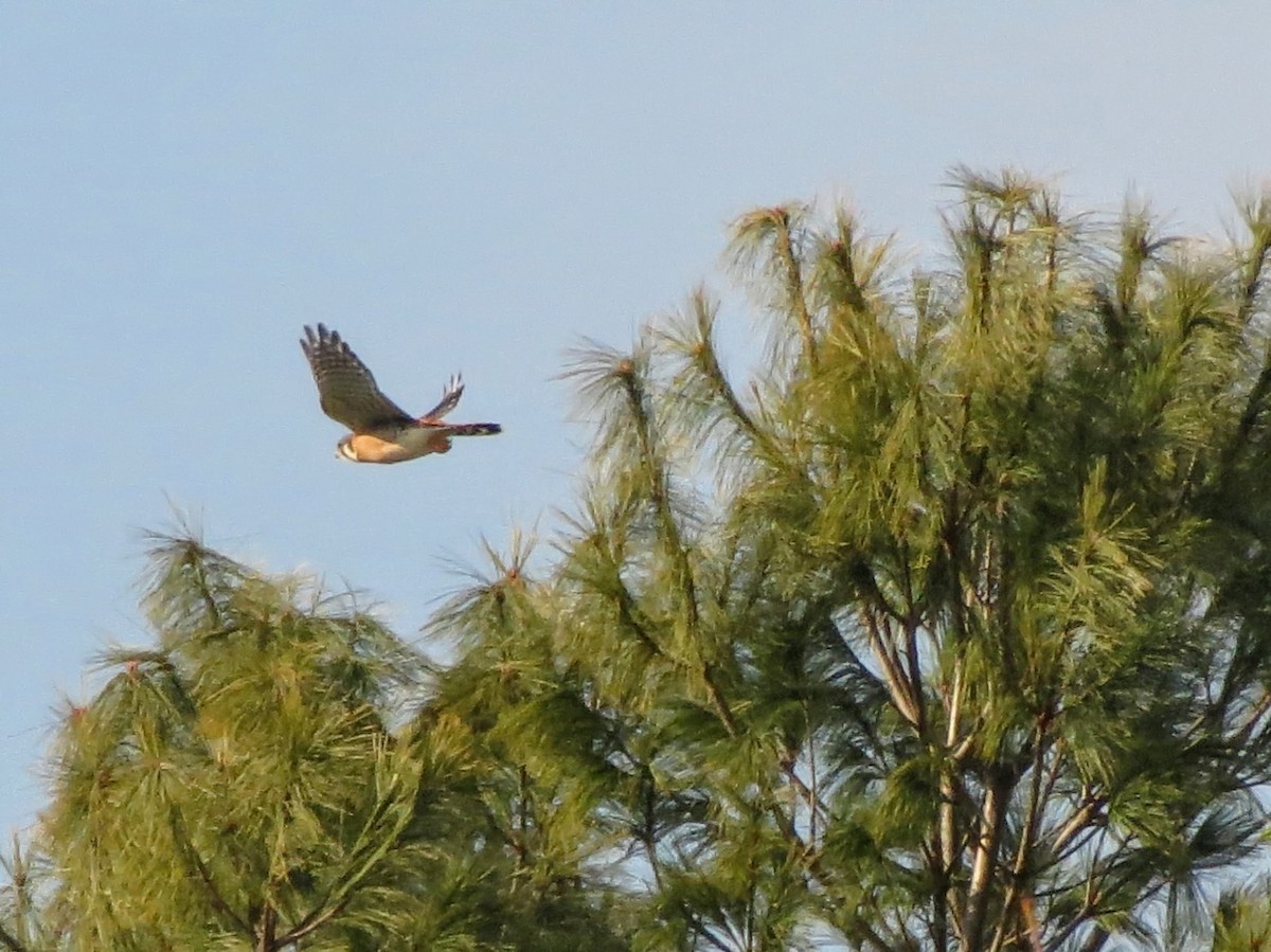 American Kestrel - ML646464166