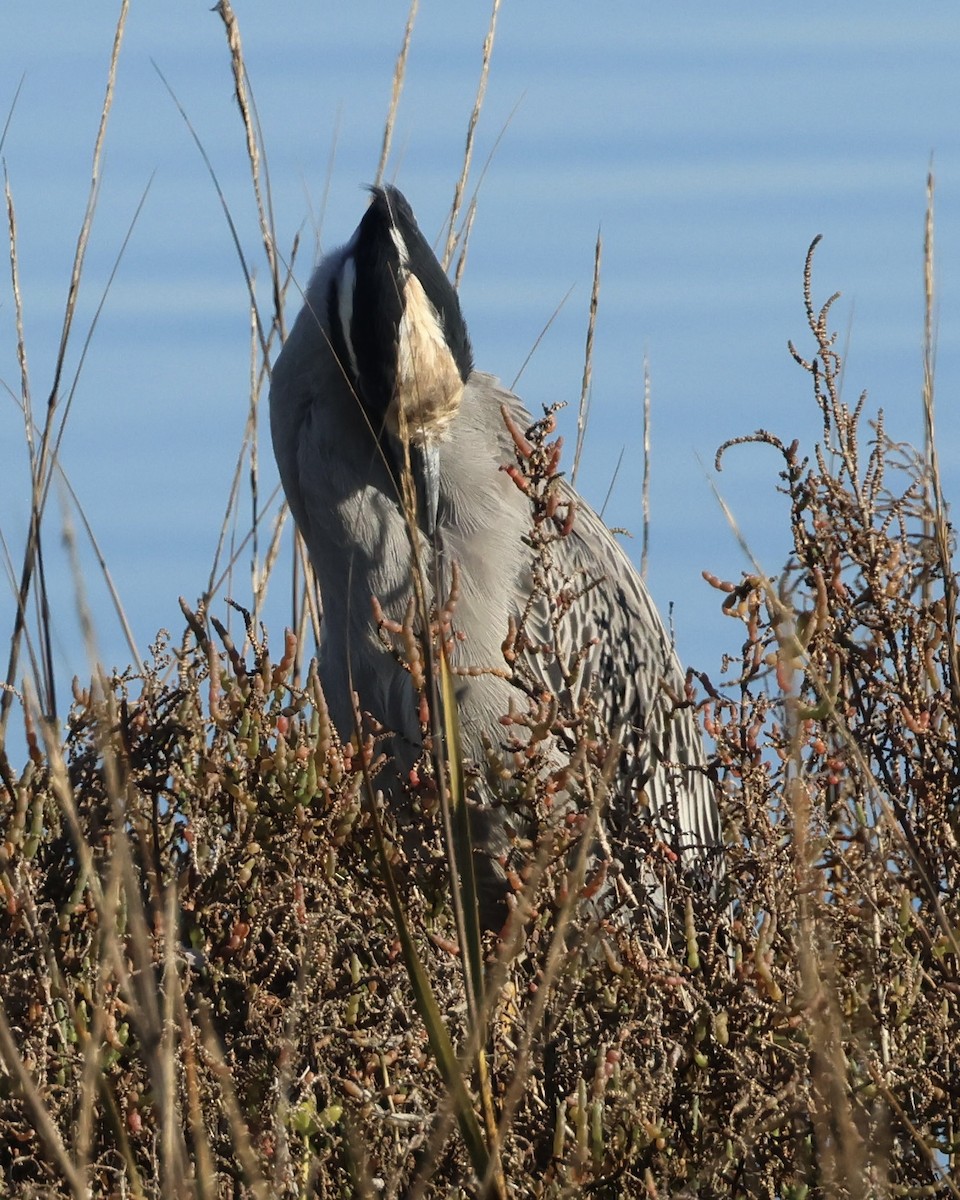 kvakoš žlutočelý - ML646464167