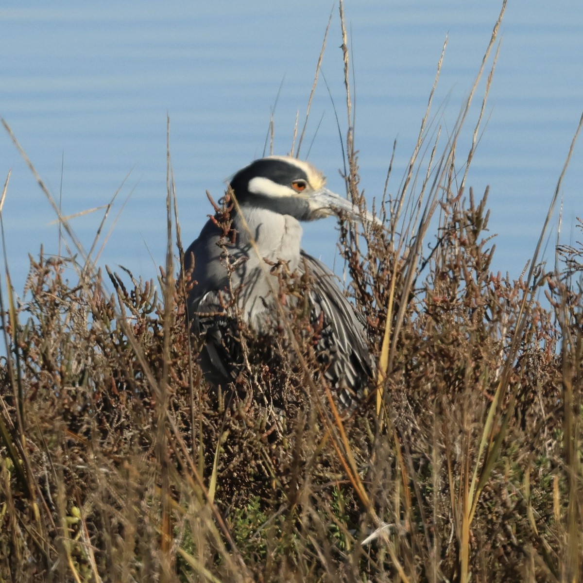 kvakoš žlutočelý - ML646464168