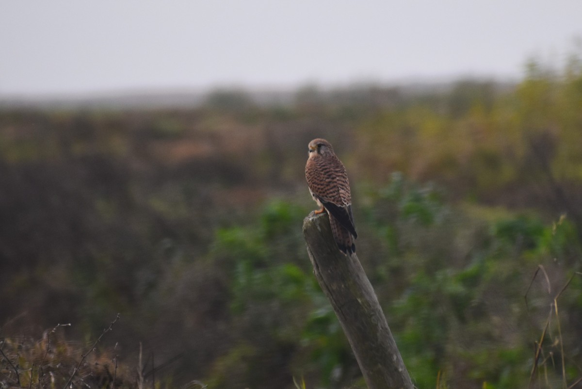 Turmfalke - ML646464169