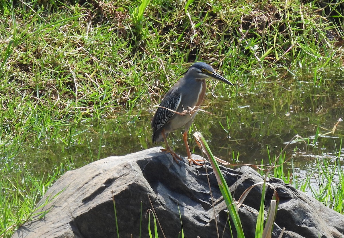 Little Heron - ML646464170