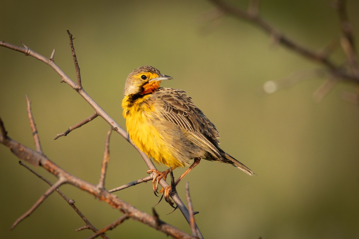 Orange-throated Longclaw - ML646464171