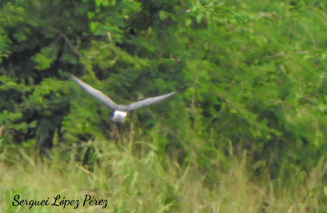 Northern Harrier - ML646464173