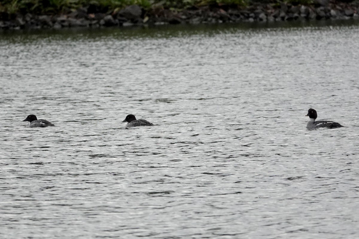 鵲鴨 - ML646464174