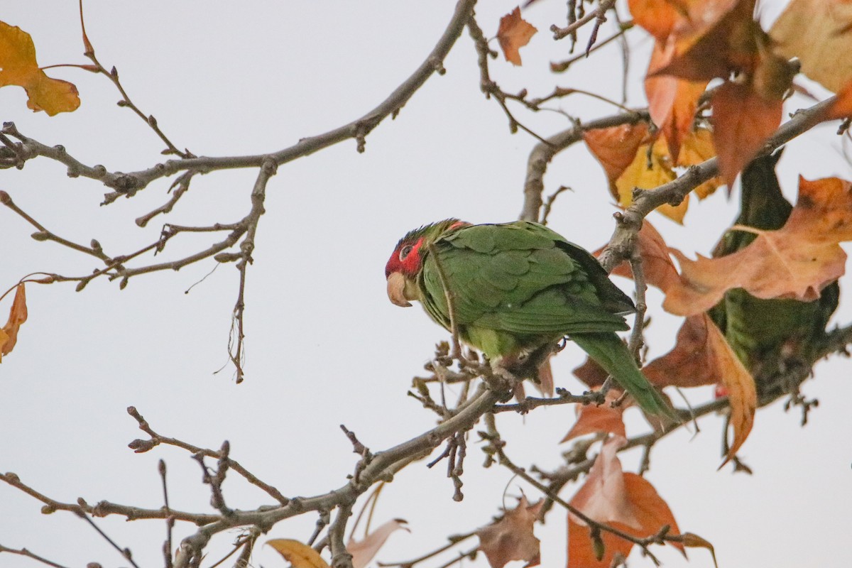 Mitred Parakeet - ML646464177