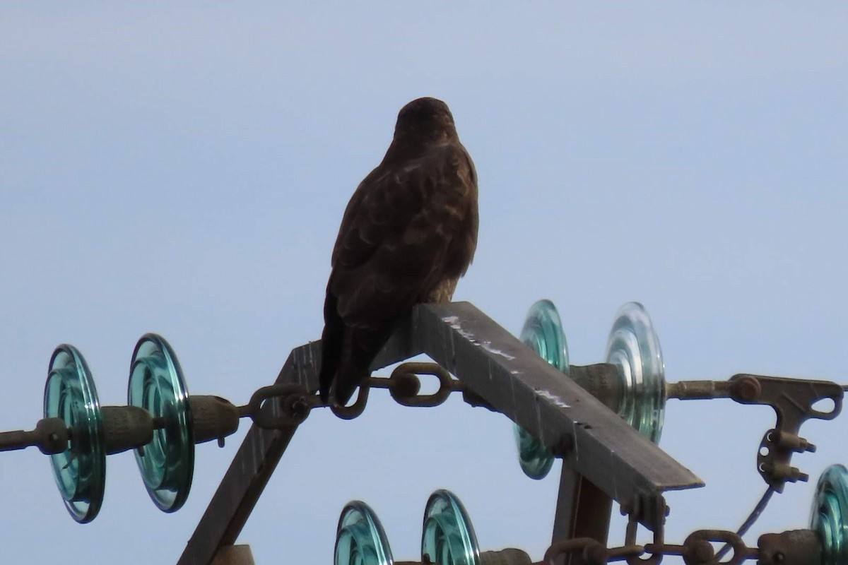 Common Buzzard - ML646464178