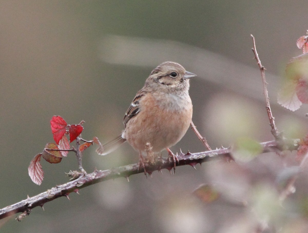 Rock Bunting - ML646464181