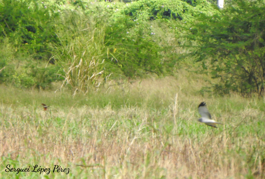 Northern Harrier - ML646464185