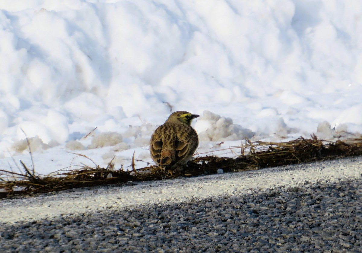 Horned Lark - ML646464187