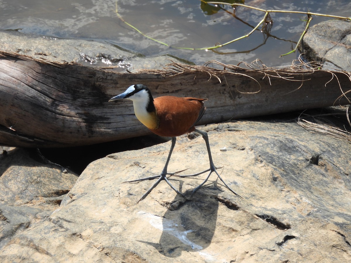 African Jacana - ML646464188