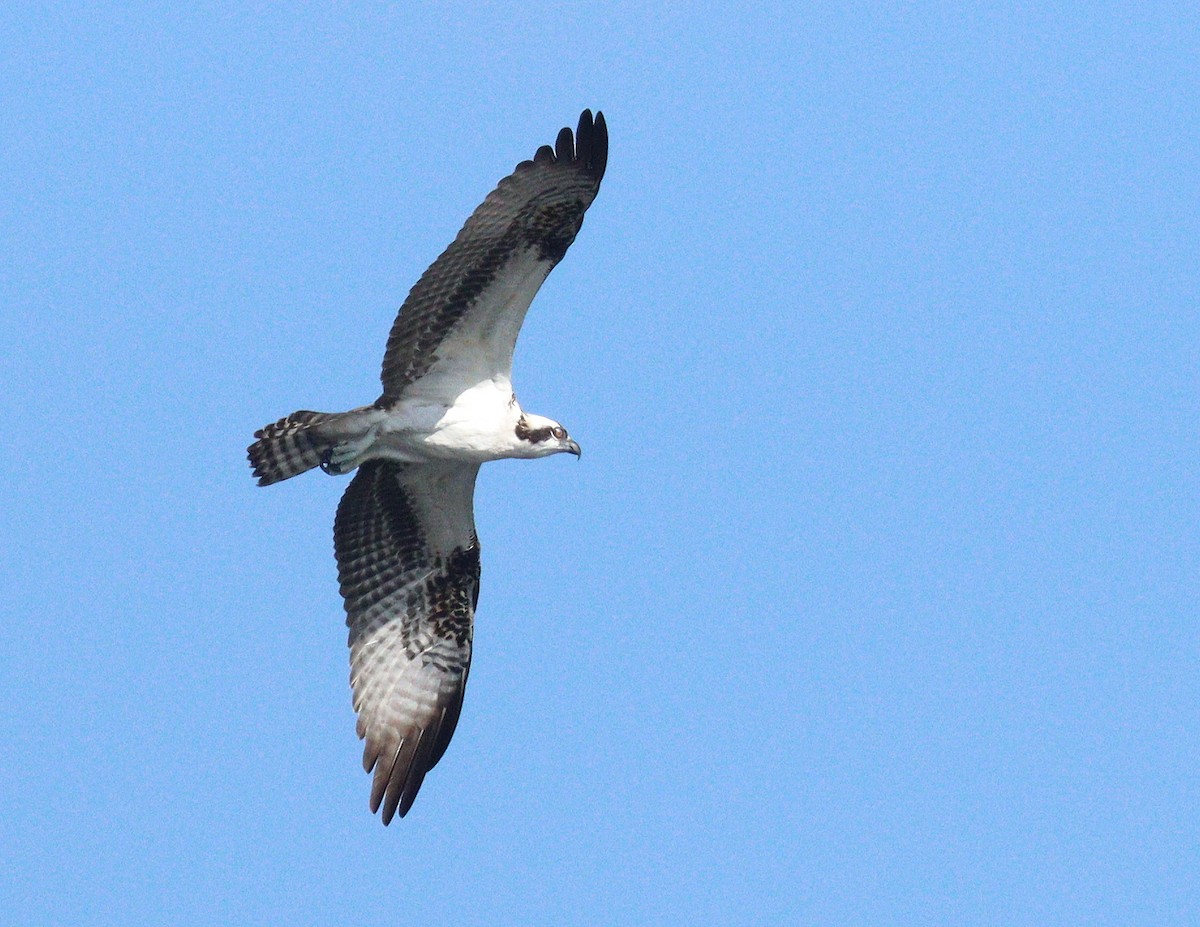 Osprey - ML646464190