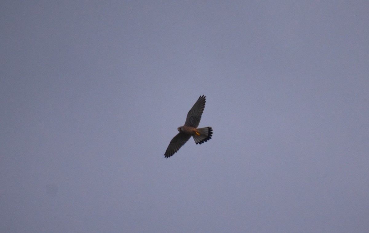 Turmfalke - ML646464192