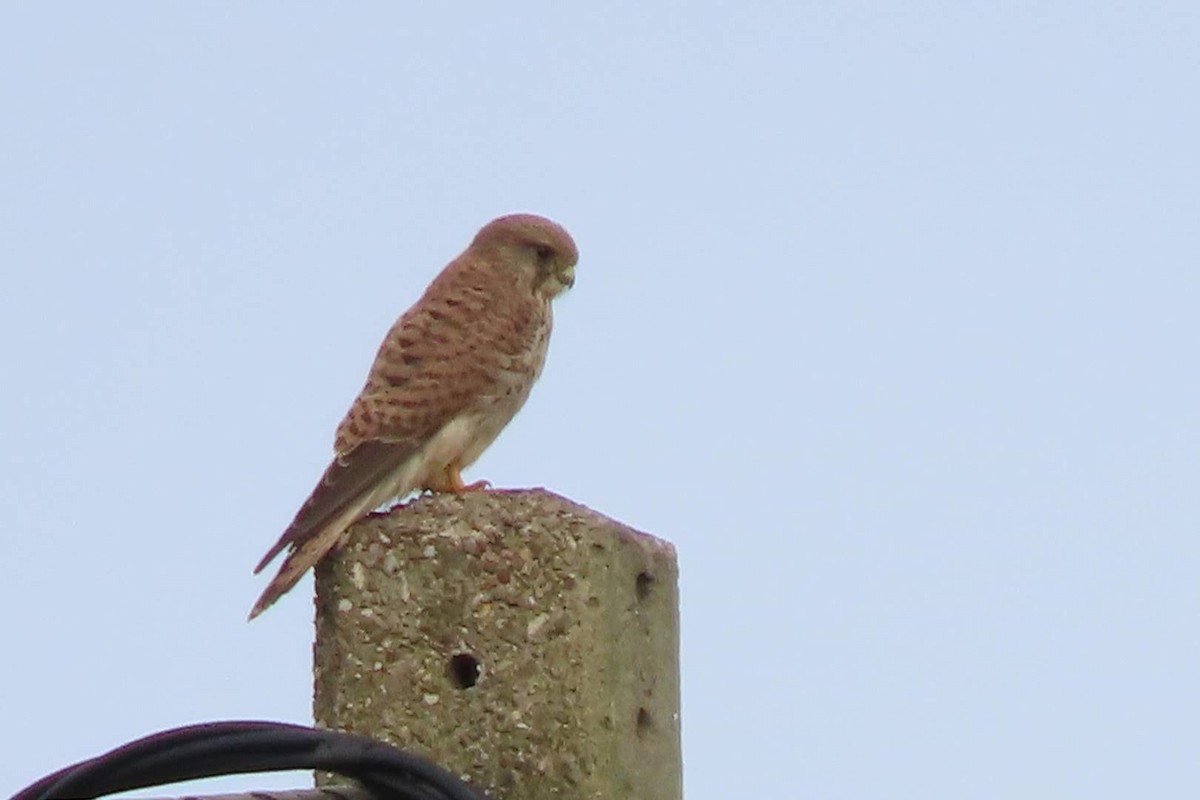 Eurasian Kestrel - ML646464198