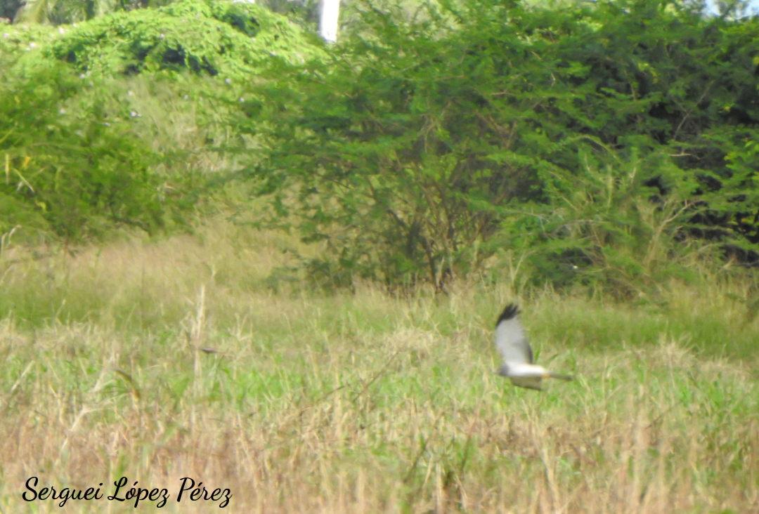 Northern Harrier - ML646464199