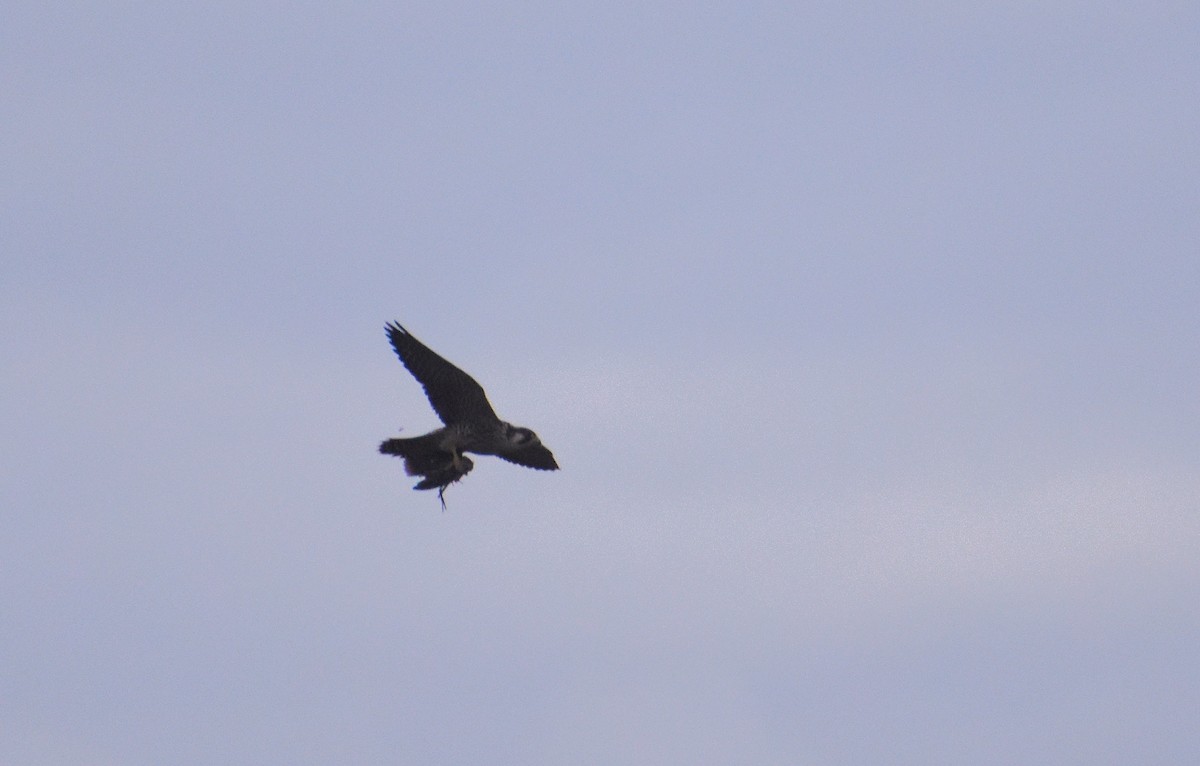 Wanderfalke - ML646464202