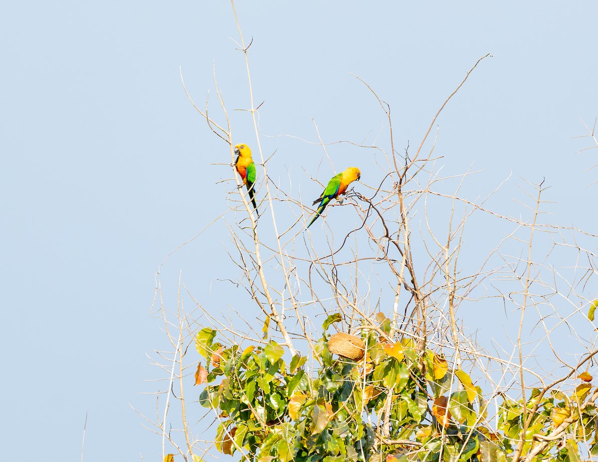 aratinga jendaj - ML646464203