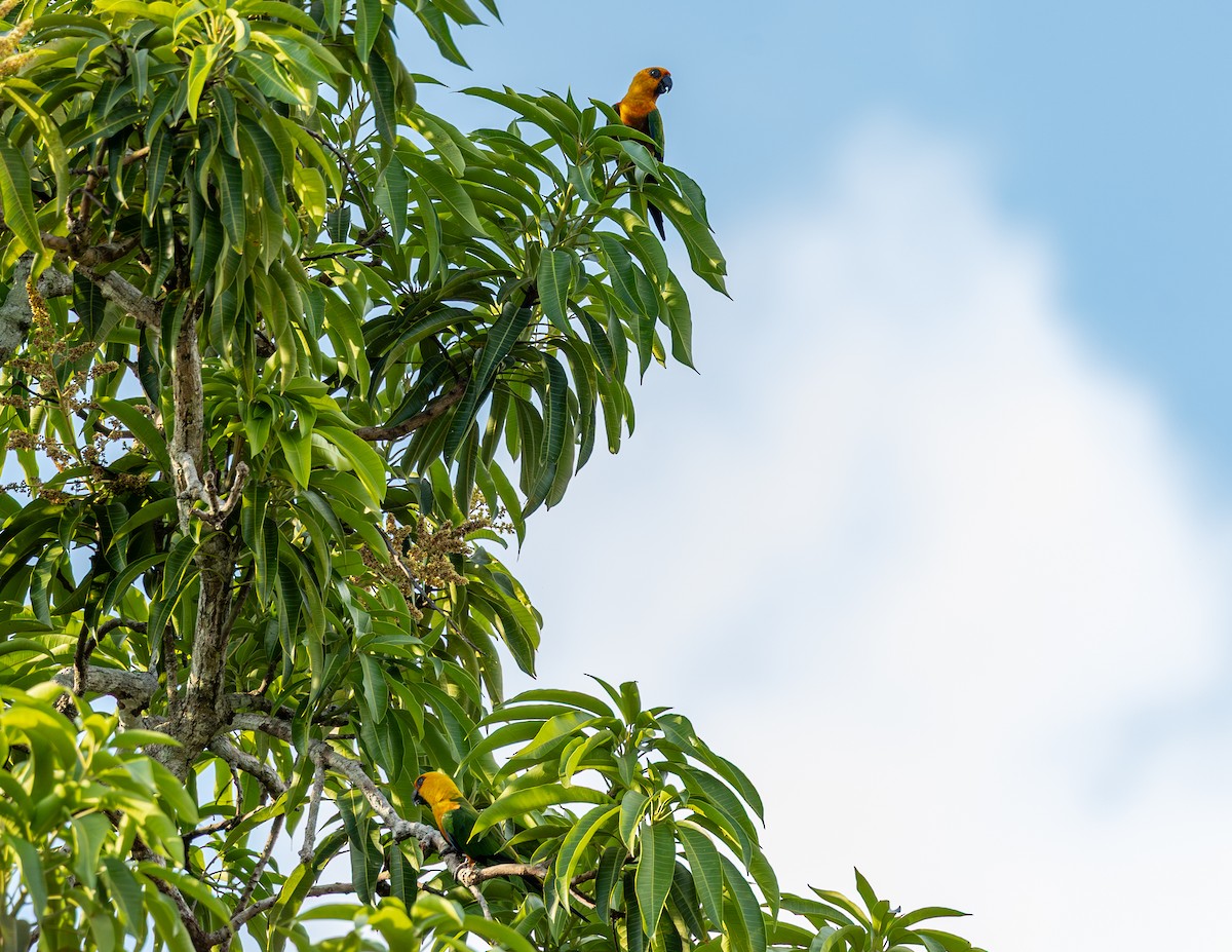 aratinga jendaj - ML646464204