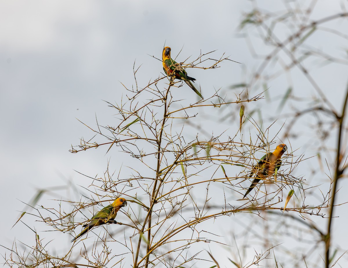 aratinga jendaj - ML646464205