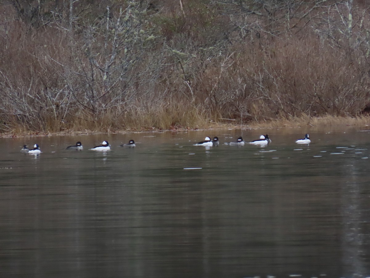 Bufflehead - ML646464206