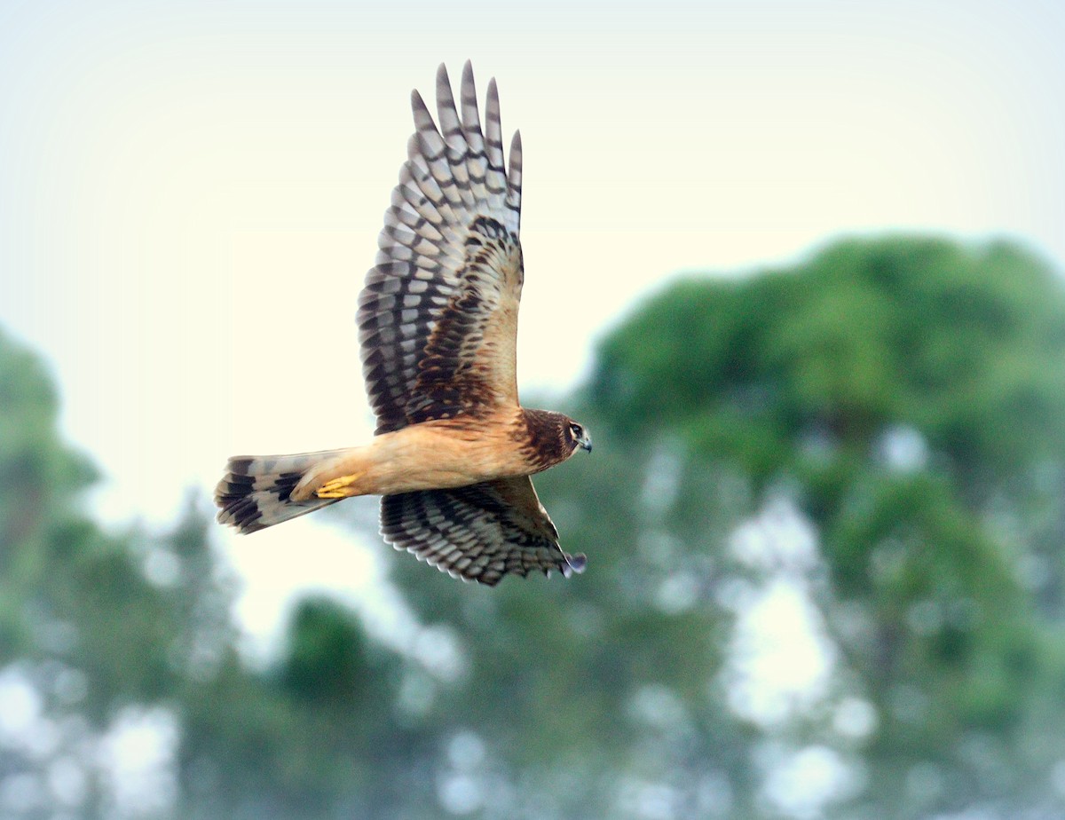 Northern Harrier - ML646464208
