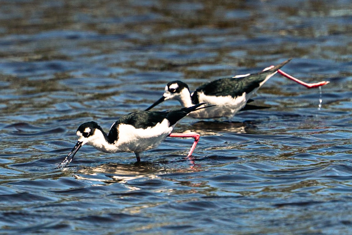 Black-necked Stilt - ML646464209