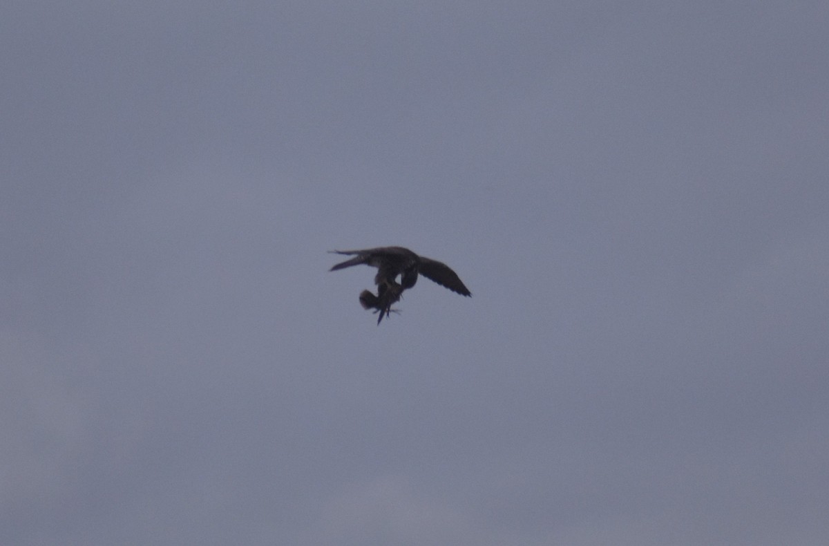 Wanderfalke - ML646464211