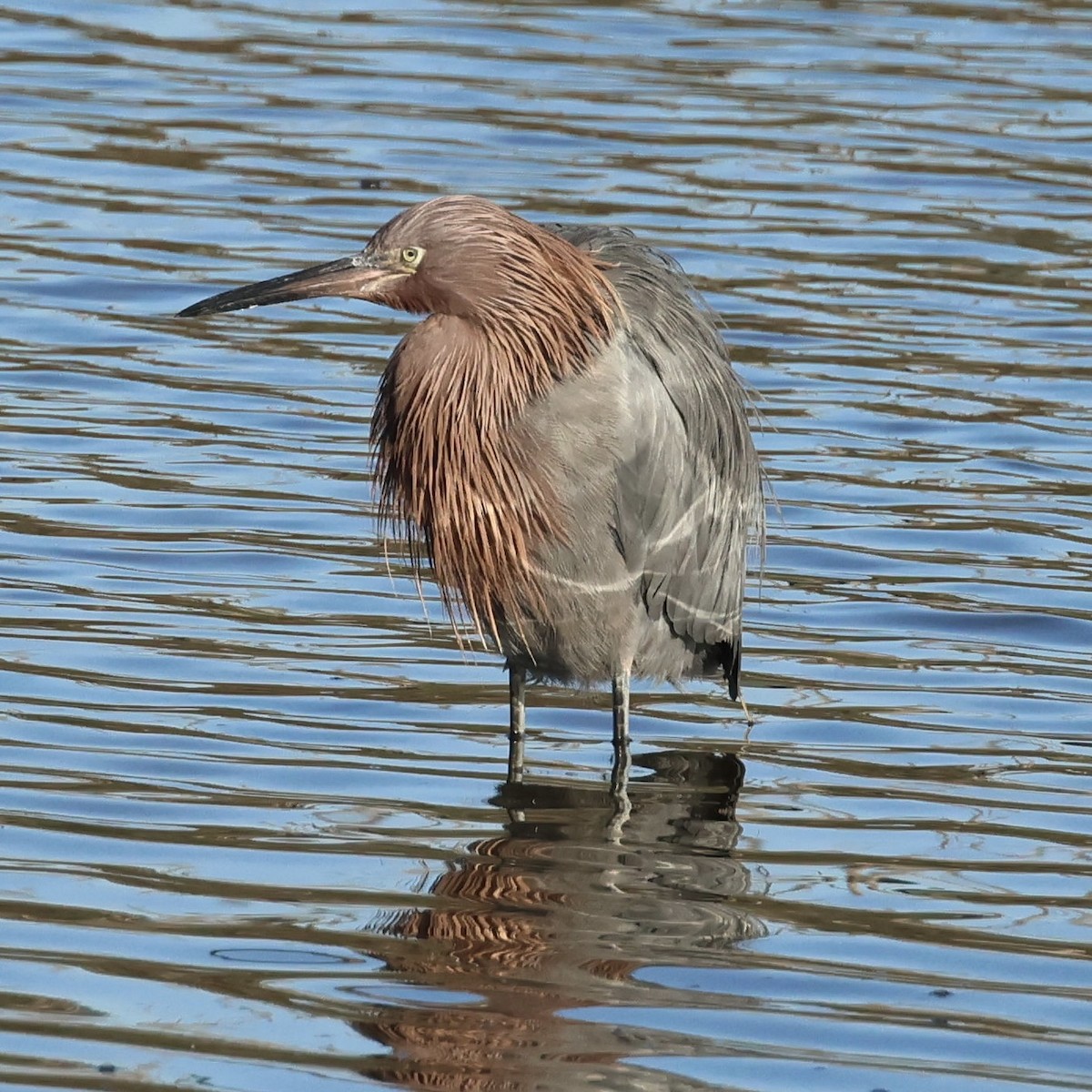 アカクロサギ - ML646464213