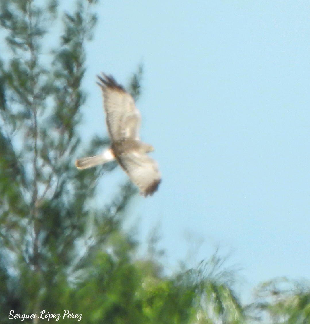 Northern Harrier - ML646464214