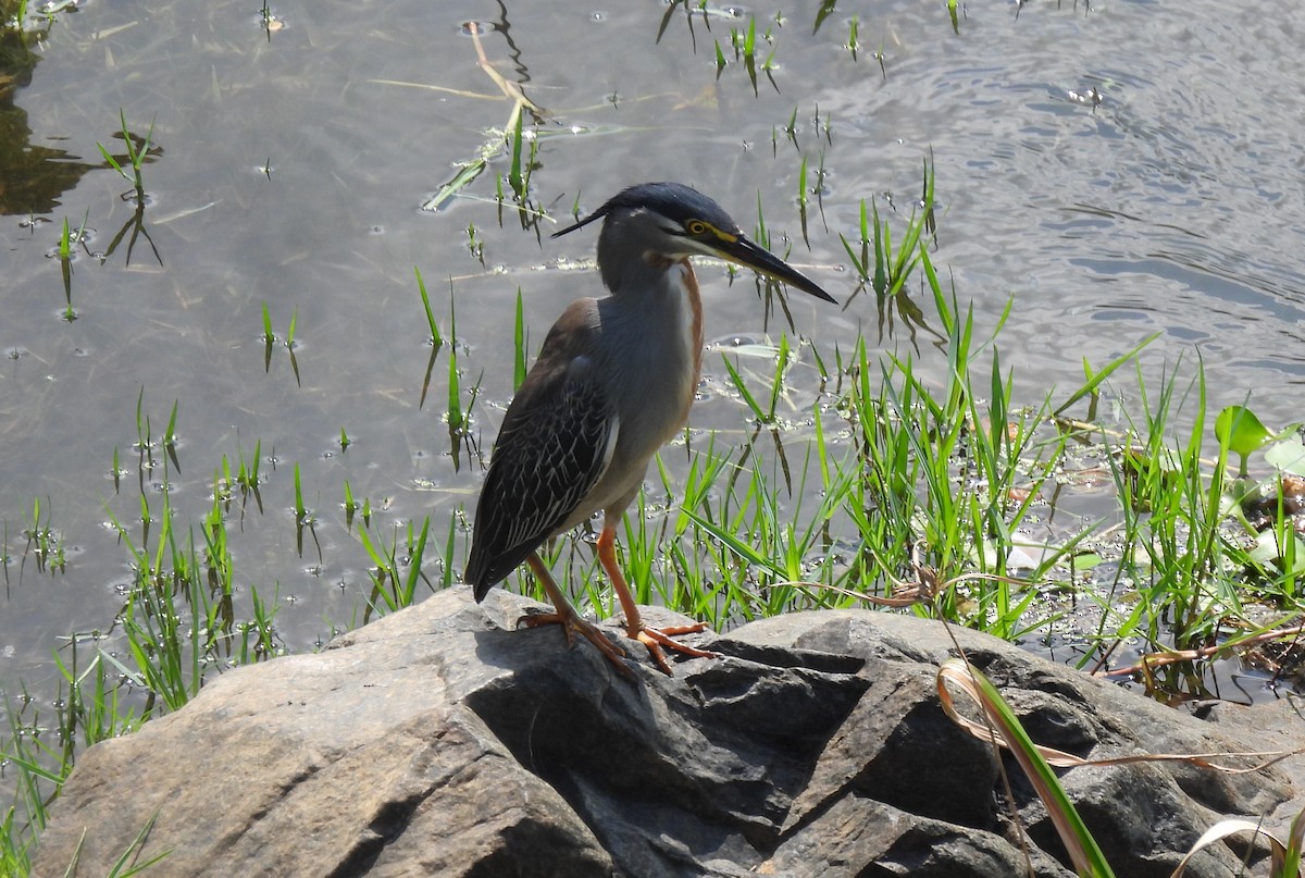 Little Heron - ML646464215