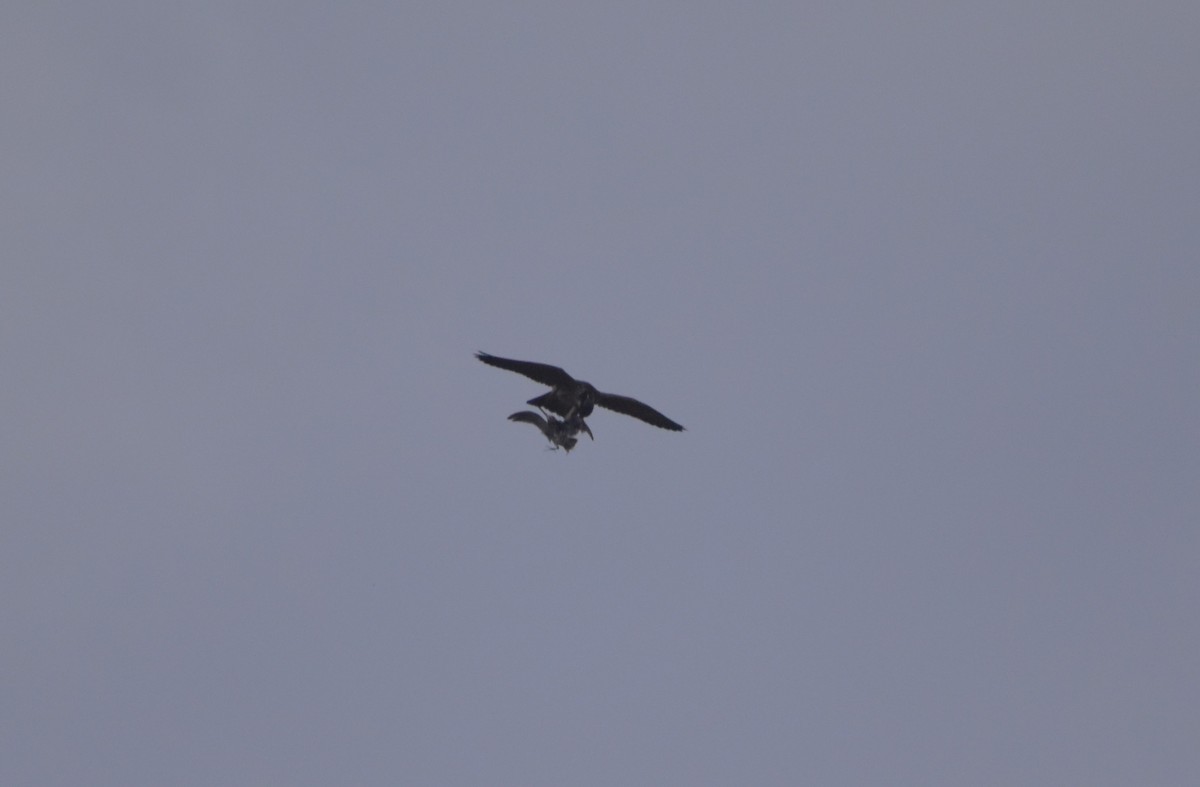 Wanderfalke - ML646464217