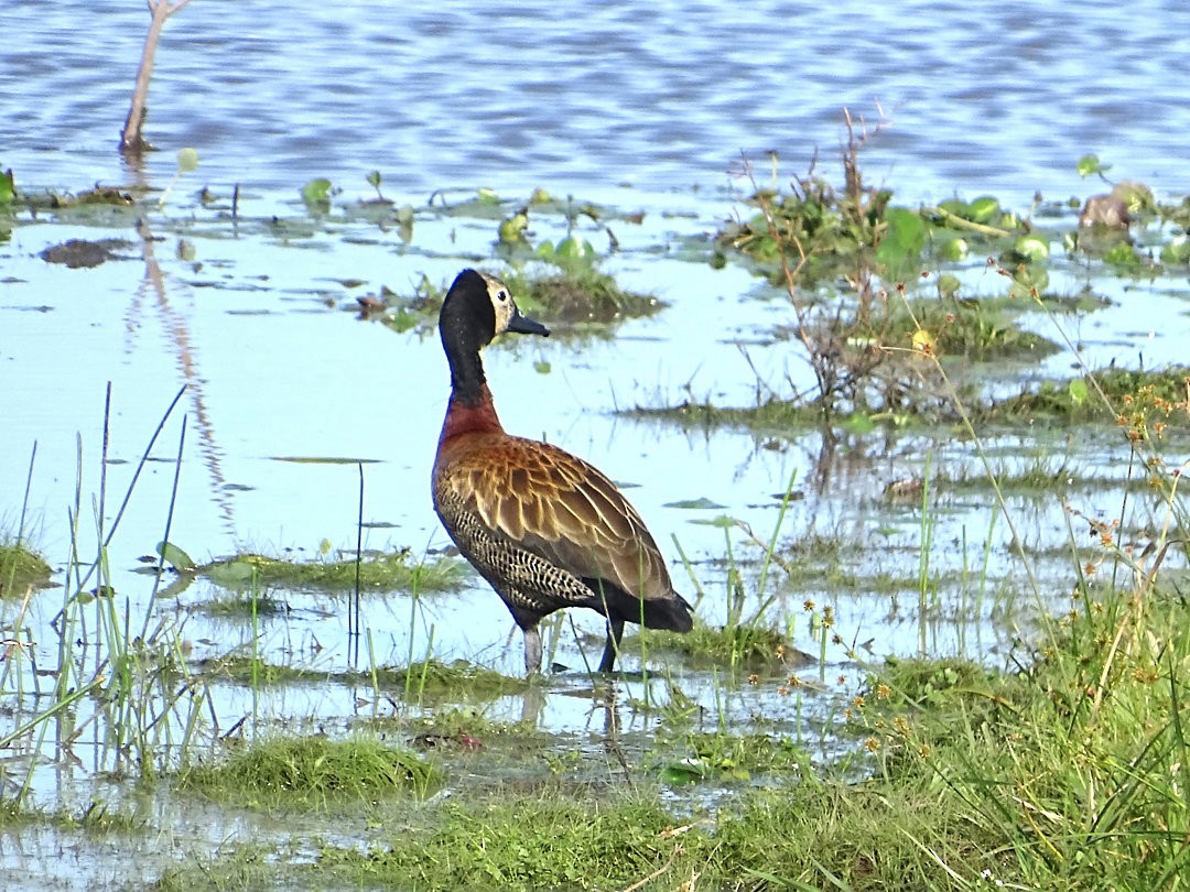 シロガオリュウキュウガモ - ML646464218