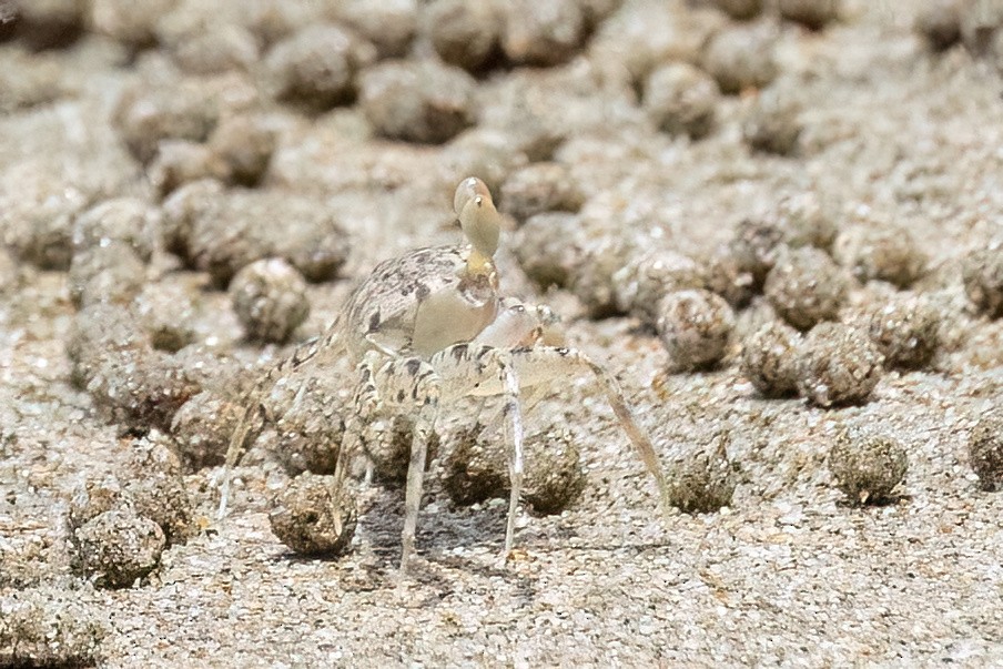 Sand Bubbler Crabs and Allies - ML646464219