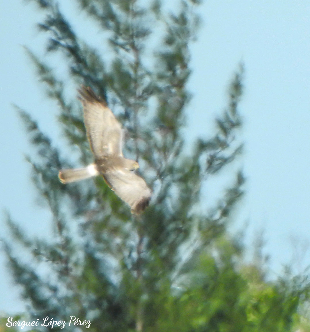 Northern Harrier - ML646464221