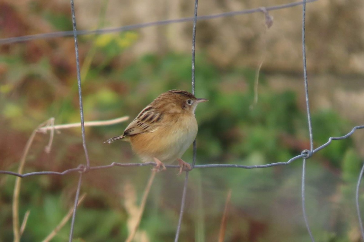Zitting Cisticola - ML646464222