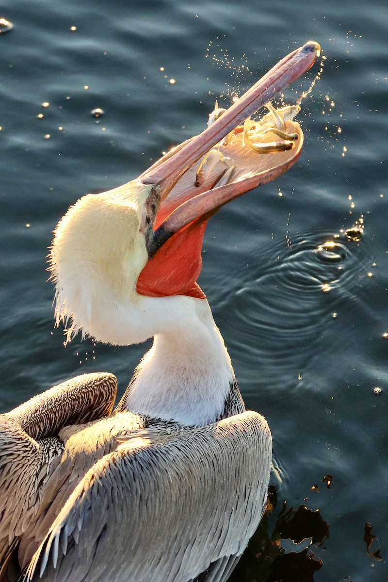 カッショクペリカン - ML646464225