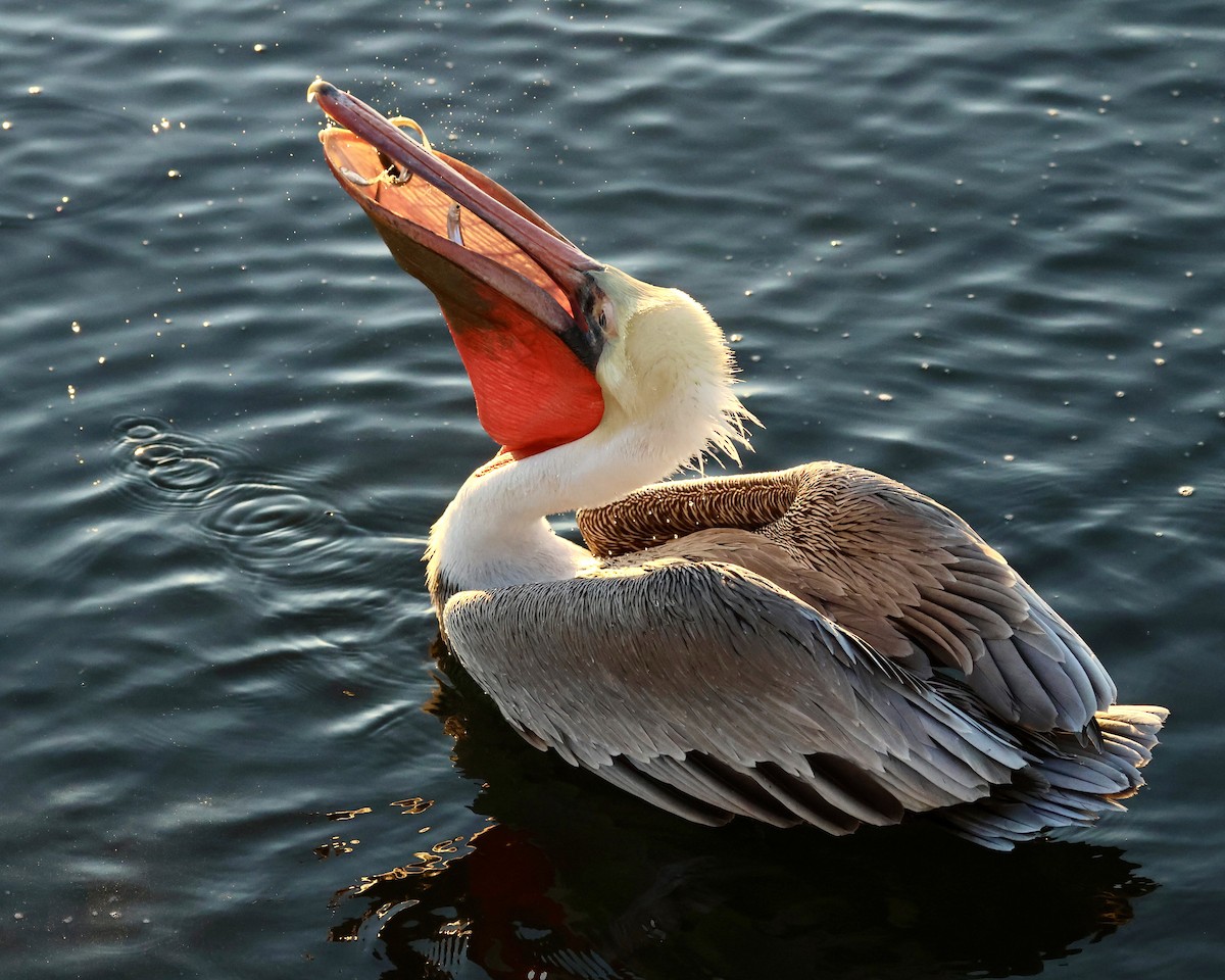 カッショクペリカン - ML646464226