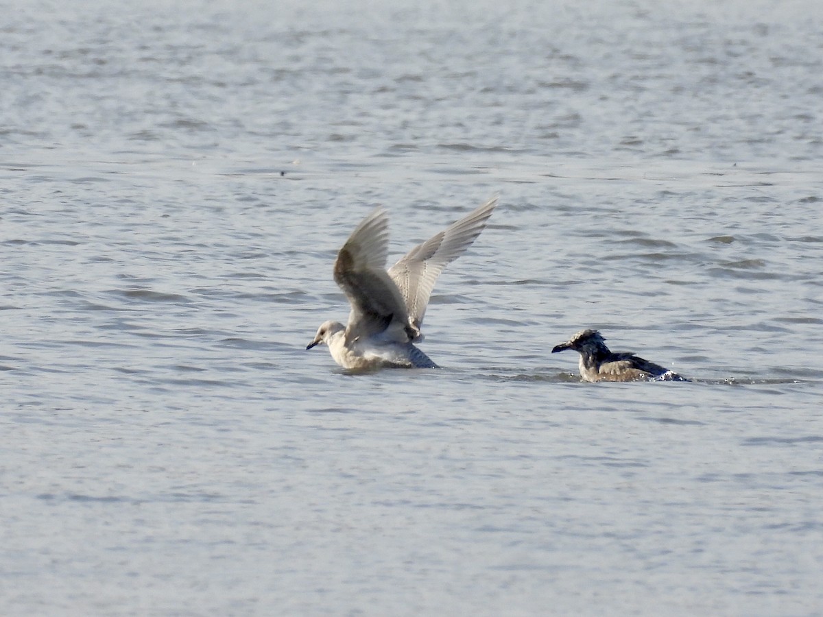 Iceland Gull - ML646464227